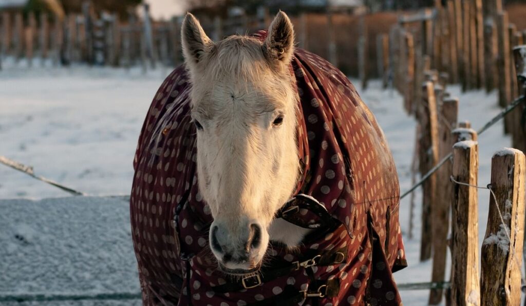 horse in snow in winter blanket