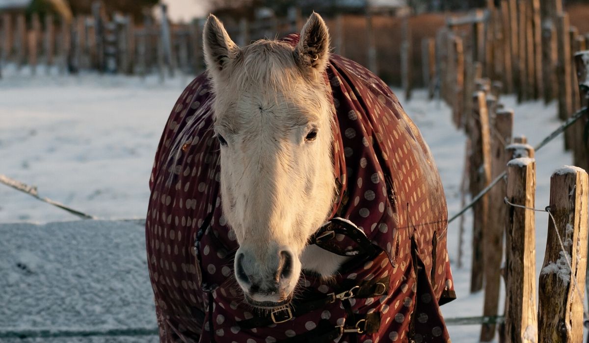 Do Horses Get Cold? How to Know When to Blanket Helpful Horse Hints