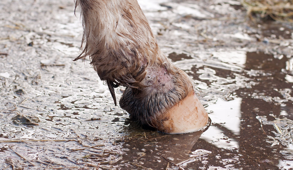 11 Reasons Horses Lose Hair and What You Can Do About It Helpful