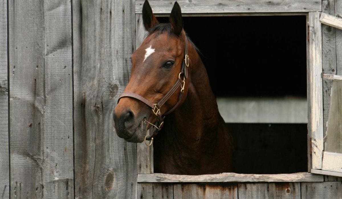 horse inside the barn quarantined