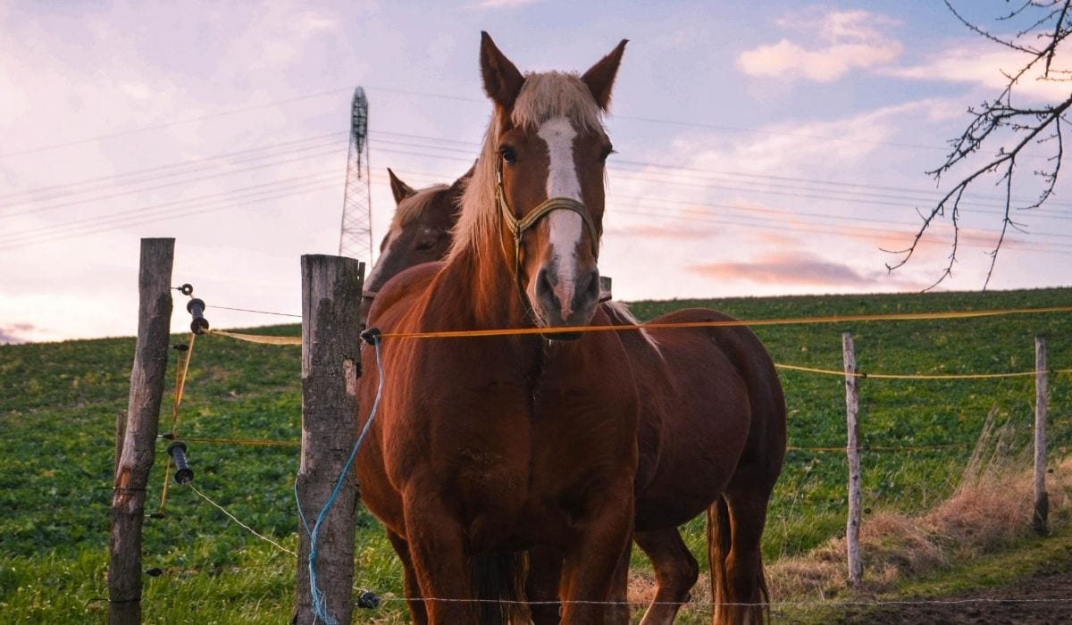 horse inside the fence