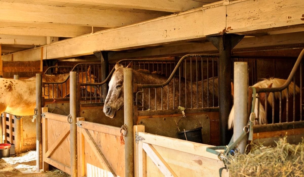 horse inside the stable