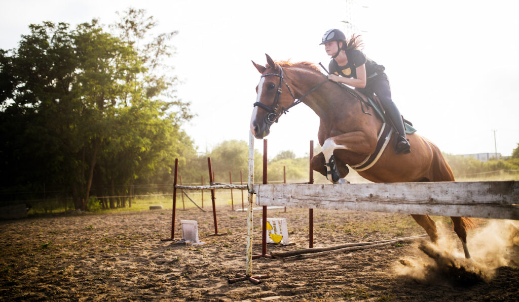 horse jumping obstacle