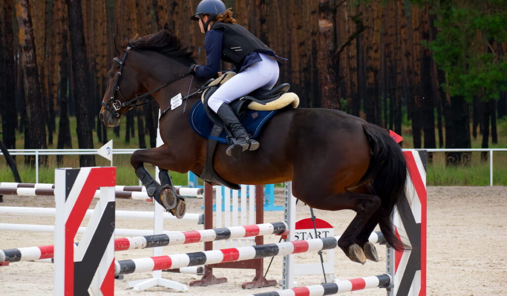 horse jumping over an obstacle
