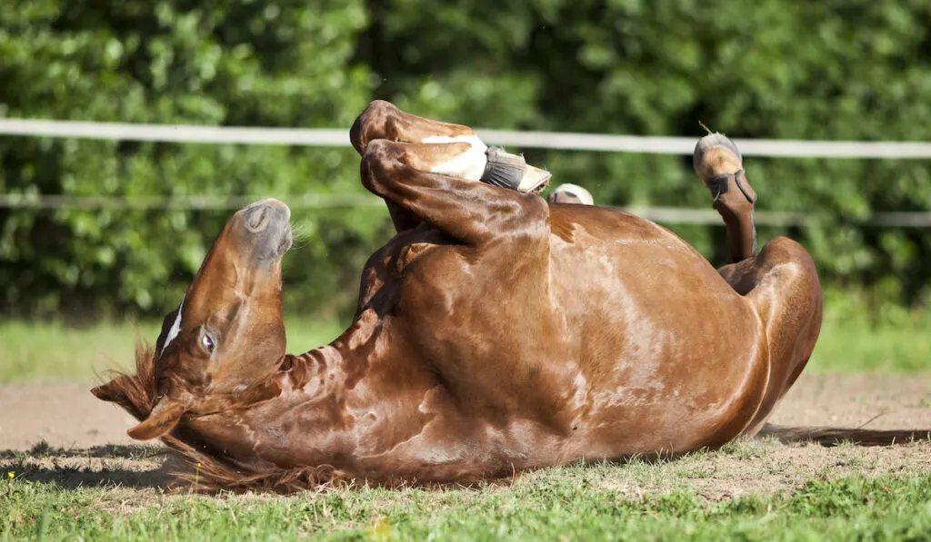 horse laying back