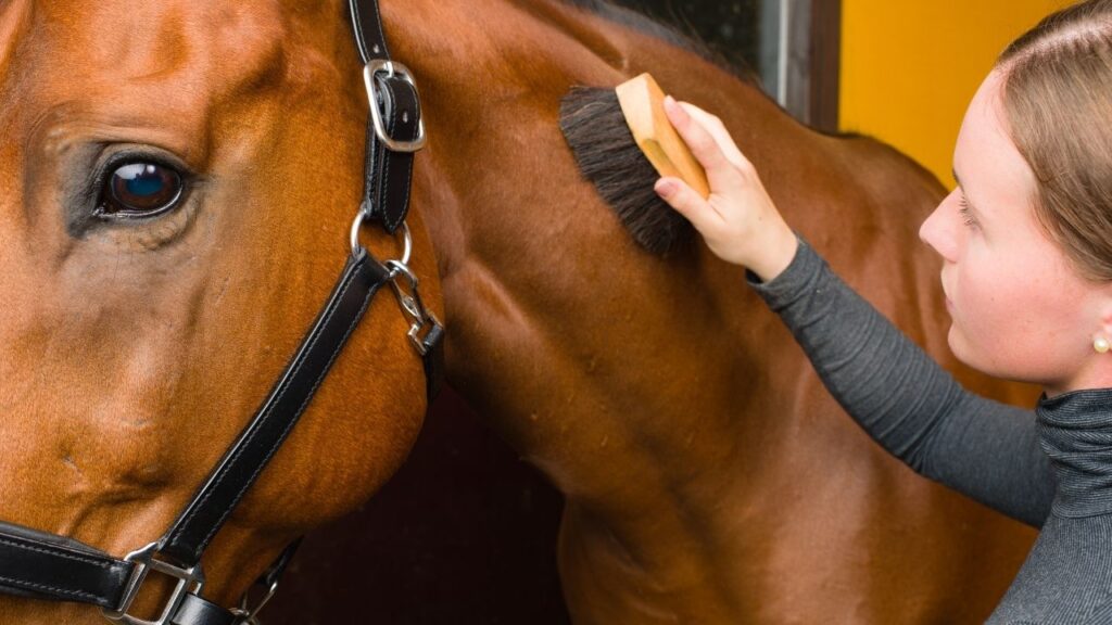 horse lifestyle photo
