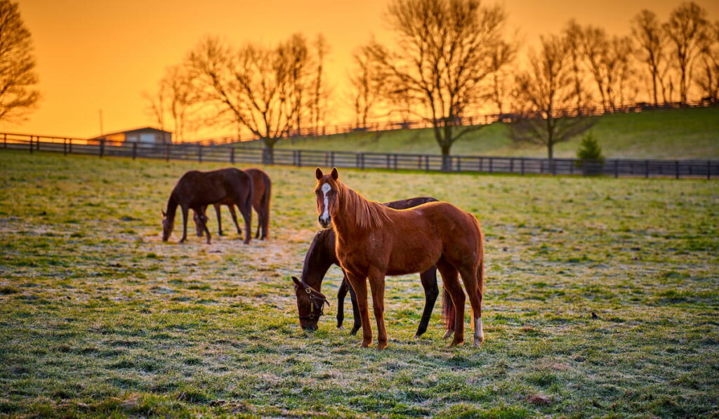 horse looking at camera at the pasture