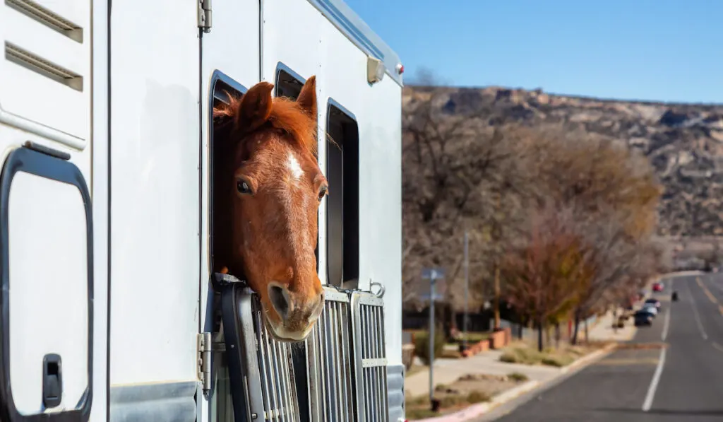horse looking outside trailer