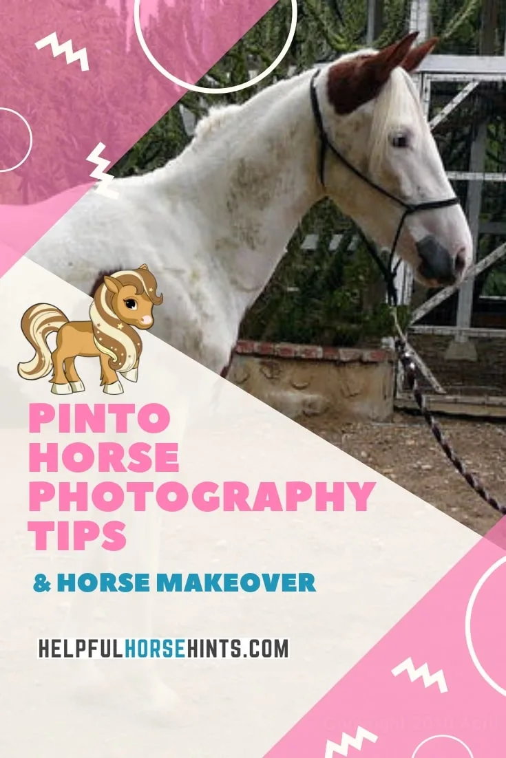creative horse photography tips