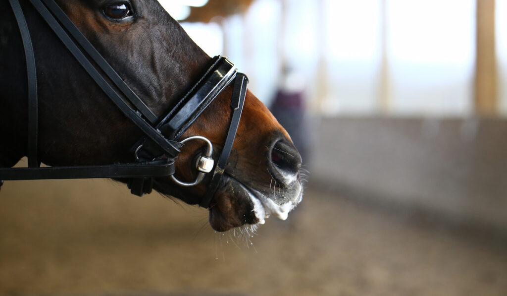 horse mouth foaming