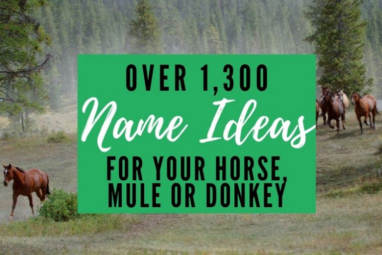 Guide to Horse Tail Ribbon Colors Helpful Horse Hints