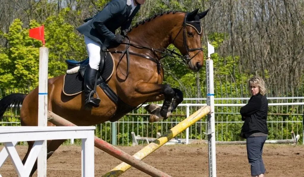 horse on a hurdle before showjumping