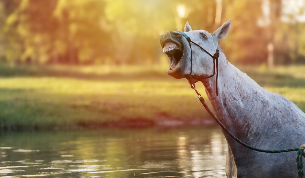 horse on water showing teeth