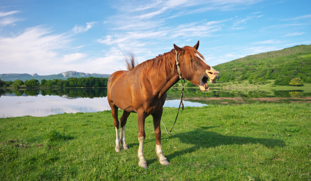 horse open mouth in an open field