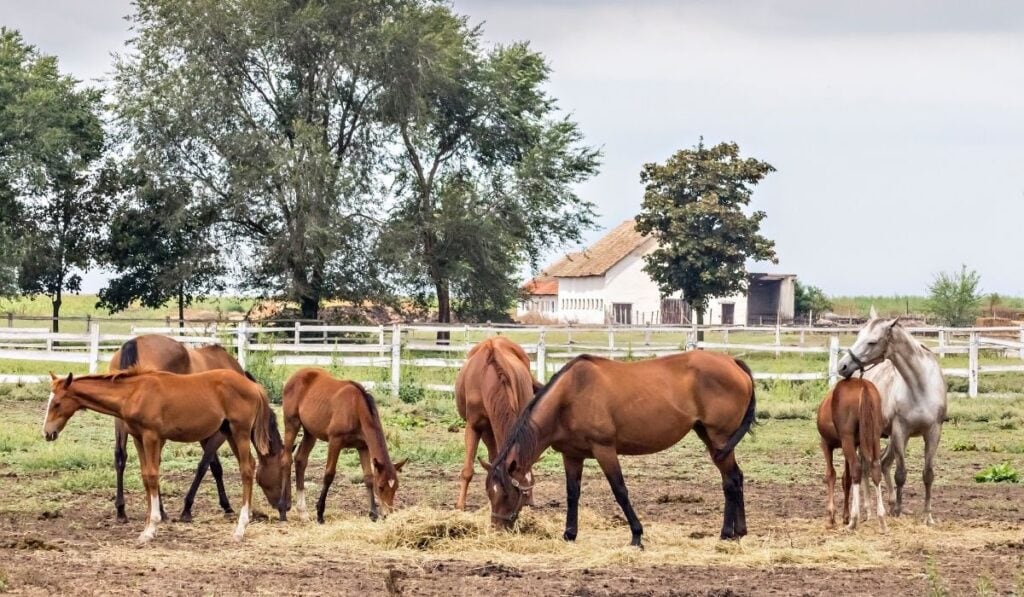 horse pastures and paddocks