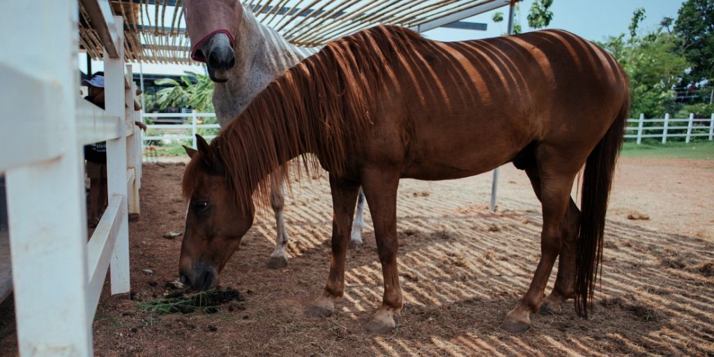 horse photograph with poor background