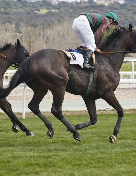 horse race competition sport