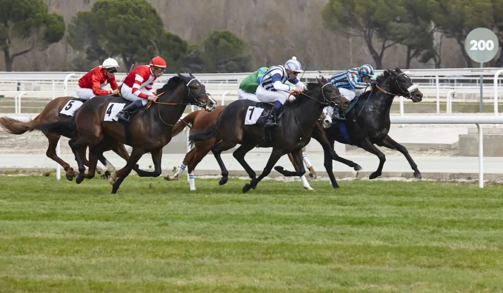 horse racing competition