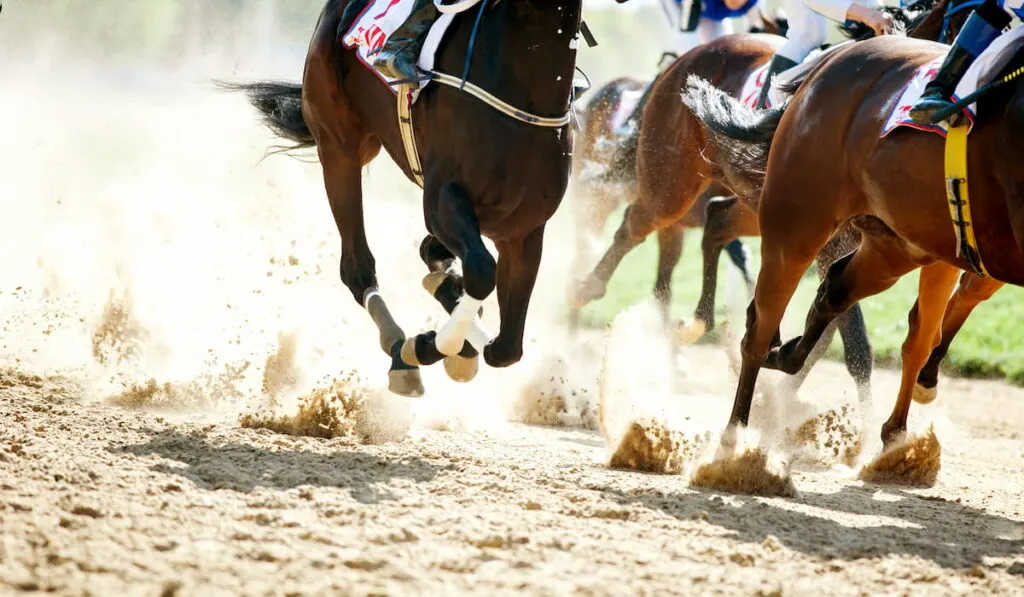 horse racing
