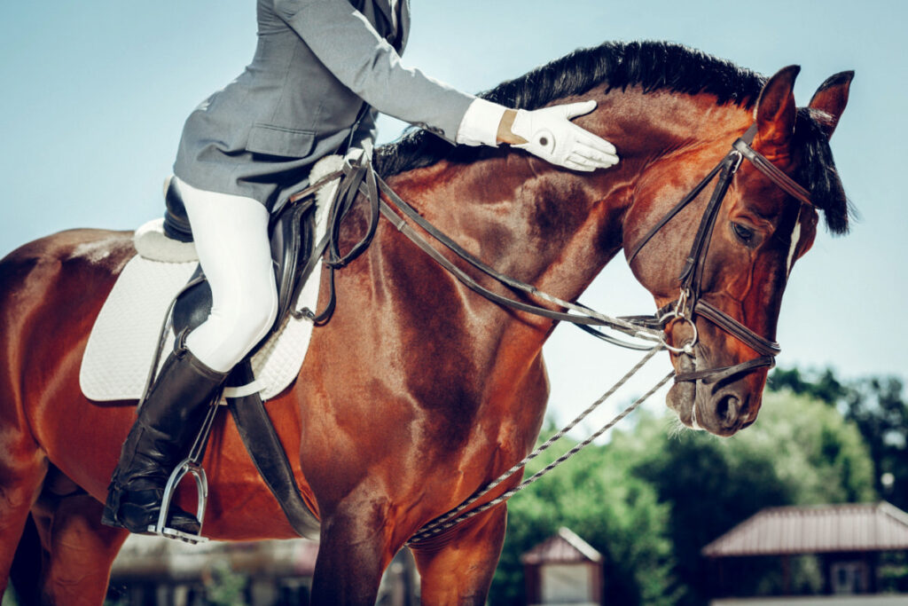 horse rider stroking his brown horse  while riding at the back 