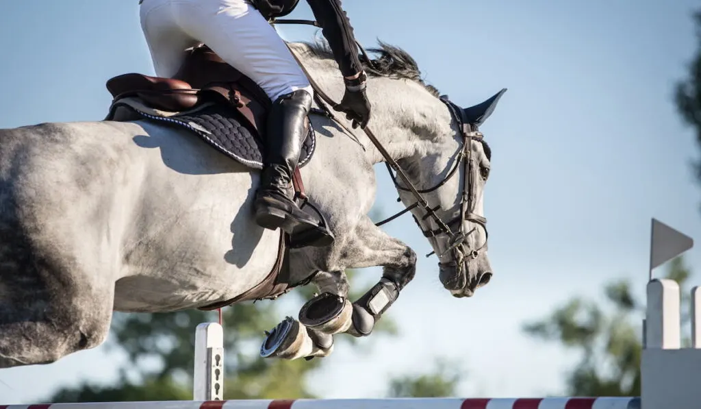 a saddle on a horse during an equestrian 