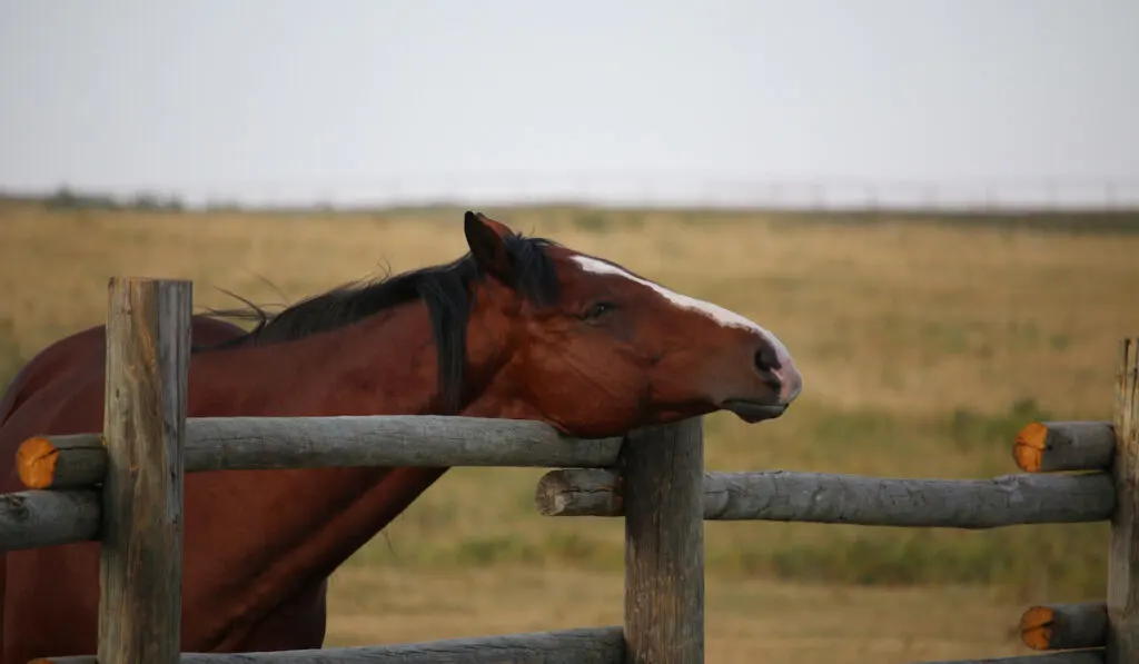 horse rubbing on a fence