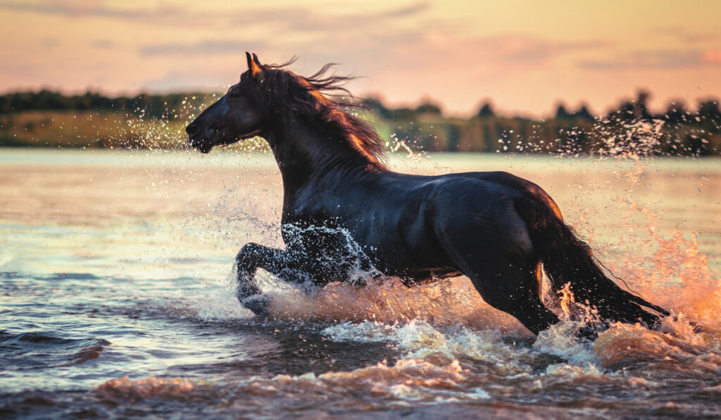 horse running on water during sunset
