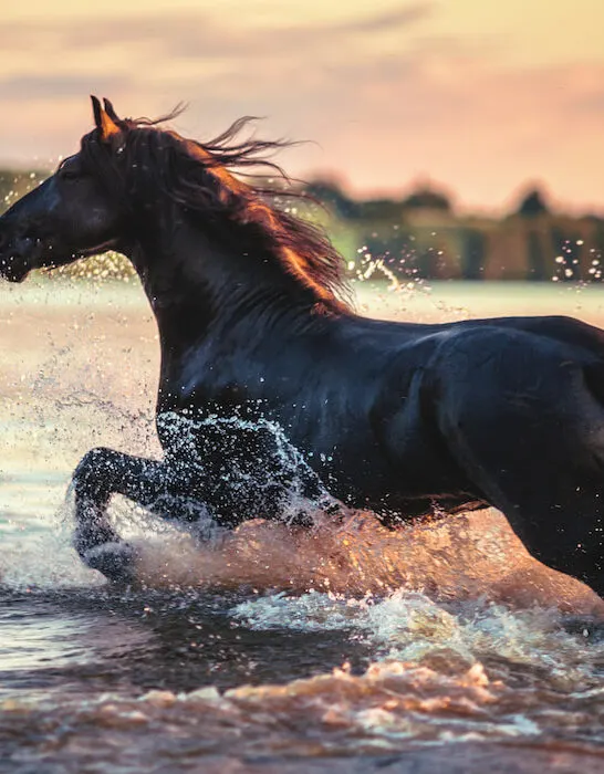 horse running on water during sunset