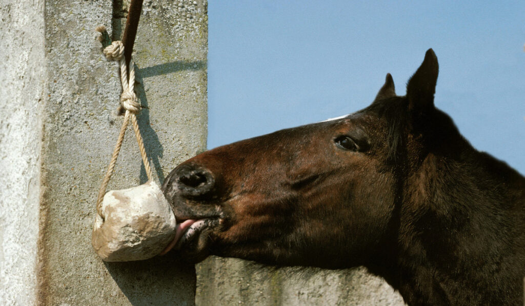Black horse licking the hanged salt