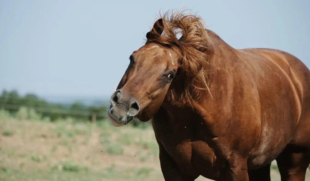 horse shaking head