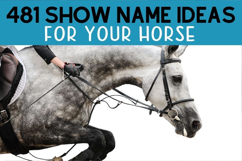 481 Awesome Show Names For Your Horse Helpful Horse Hints