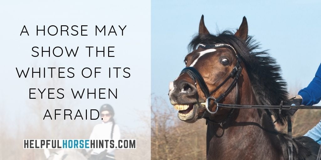 scared horse showing the whites of its eyes