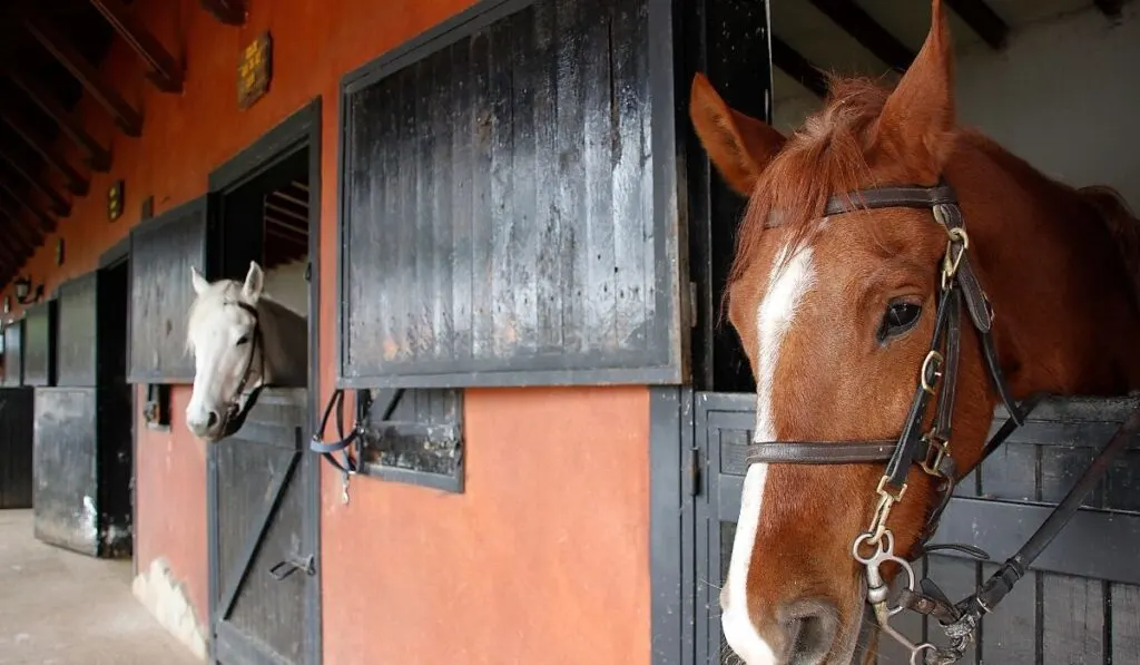 horse stables at the horse farm