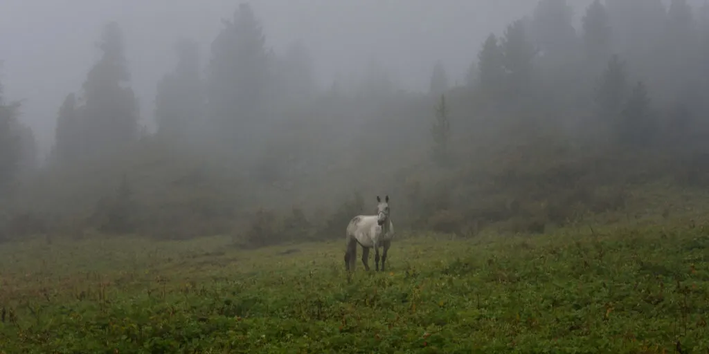 horse standing in a foggy field