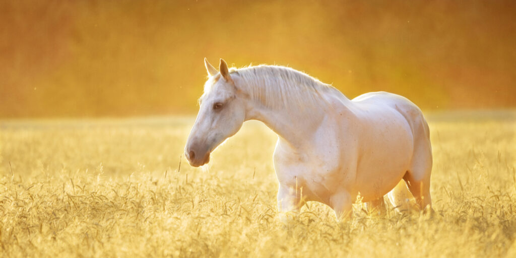 horse standing in the golden sunset