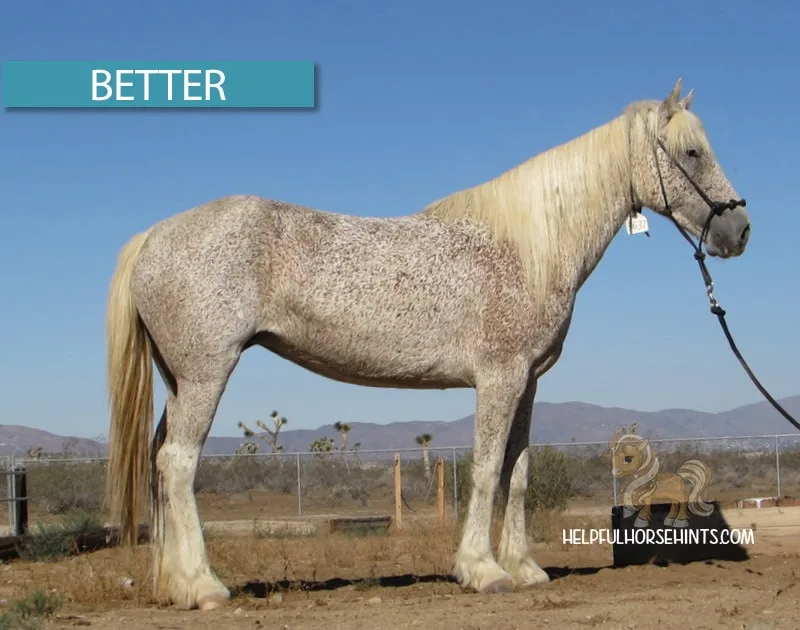 Large horse standing nicely to be measured
