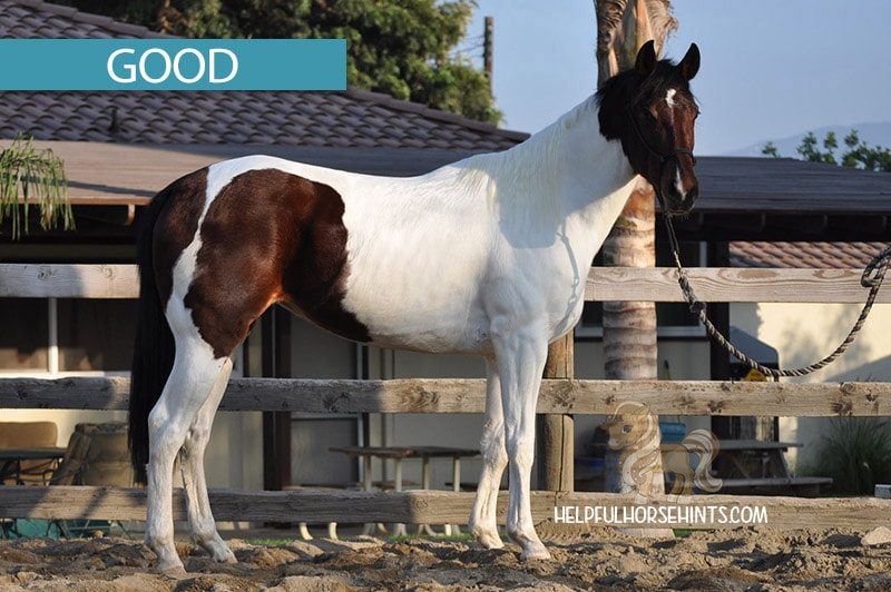 Of the three pictures of this horse, this is the better position for height measurement. Legs are evenly spaced and not too far apart or too close together.