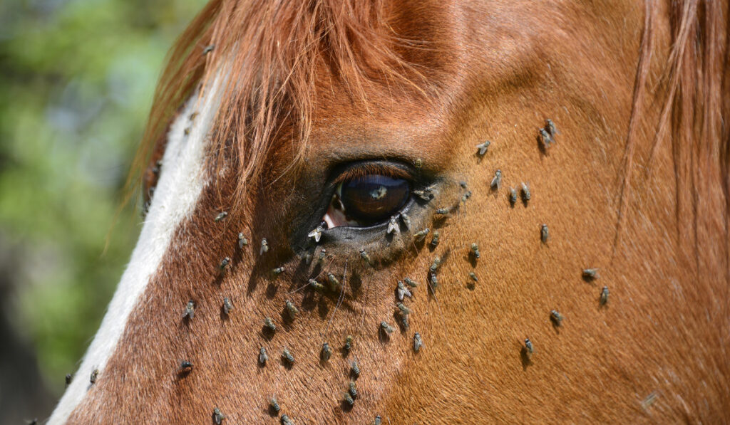 horse standing on a meadow is bothered by a large number of flies