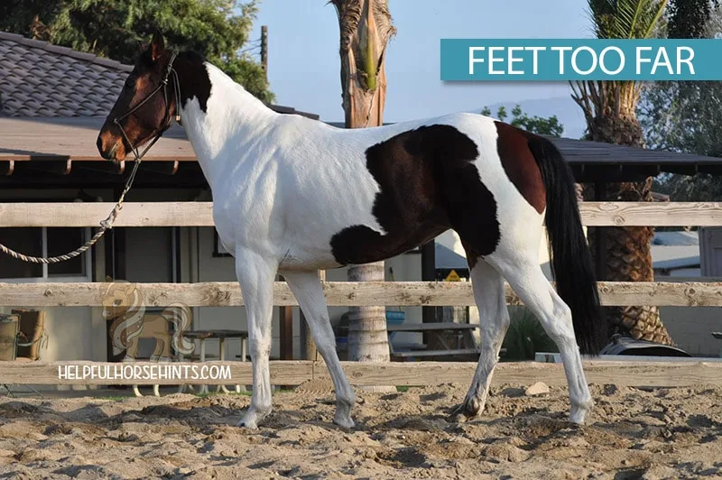 horse standing with feet too far apart for measuring height.