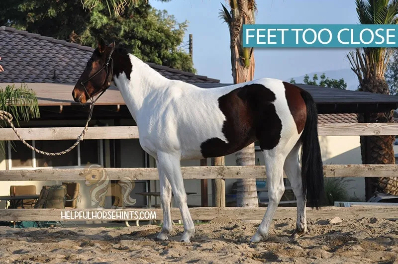 Horse standing with feet  too close together to be measured for height.