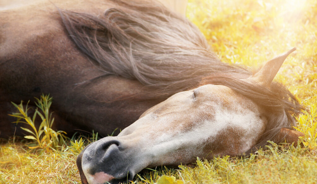 horse taking a nap