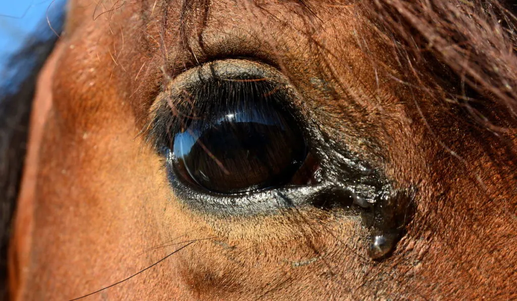 horse tears