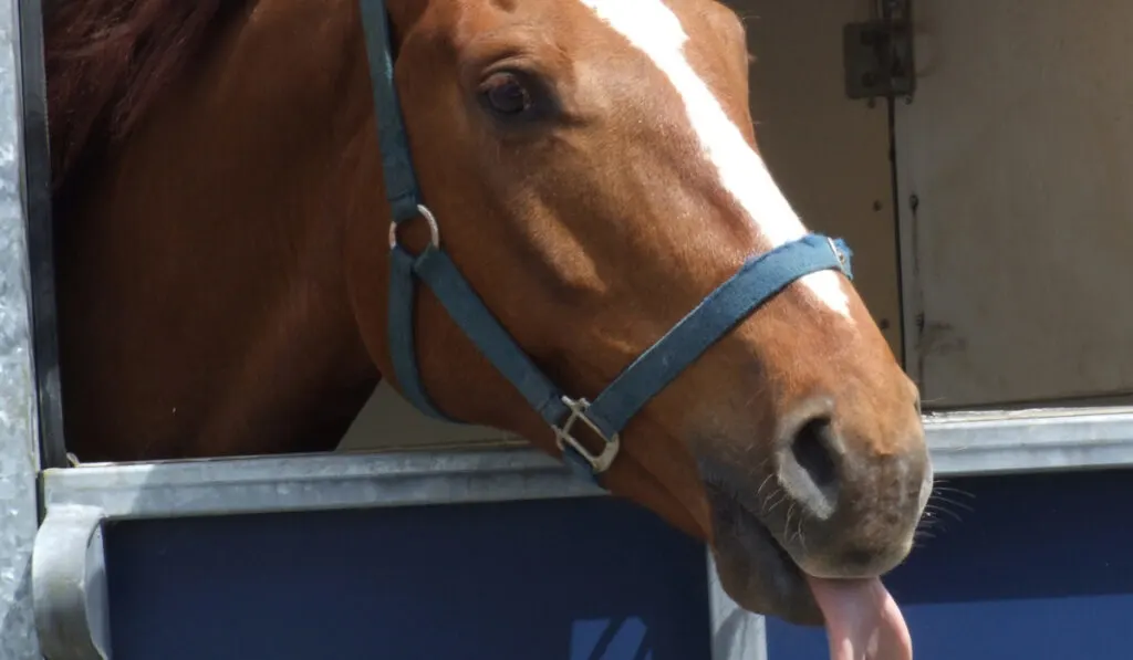 Chestnut horse sticking his tongue out at the camera
