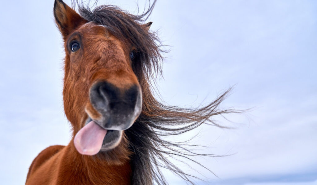 A horse with its tongue sticking out of its mouth
