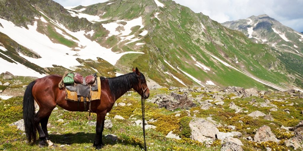 horse traveling in the mountains