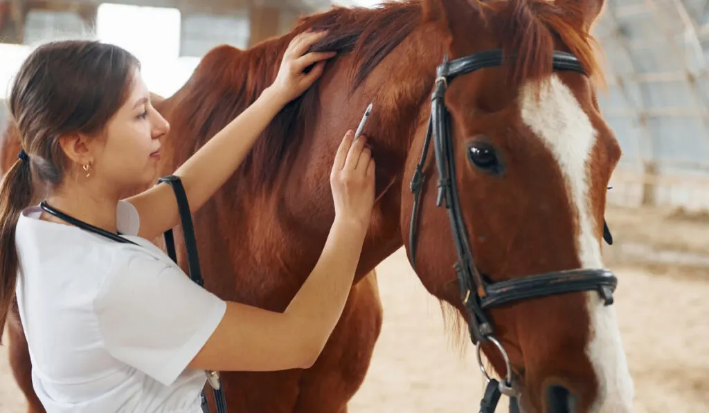 horse vaccinated by doctor