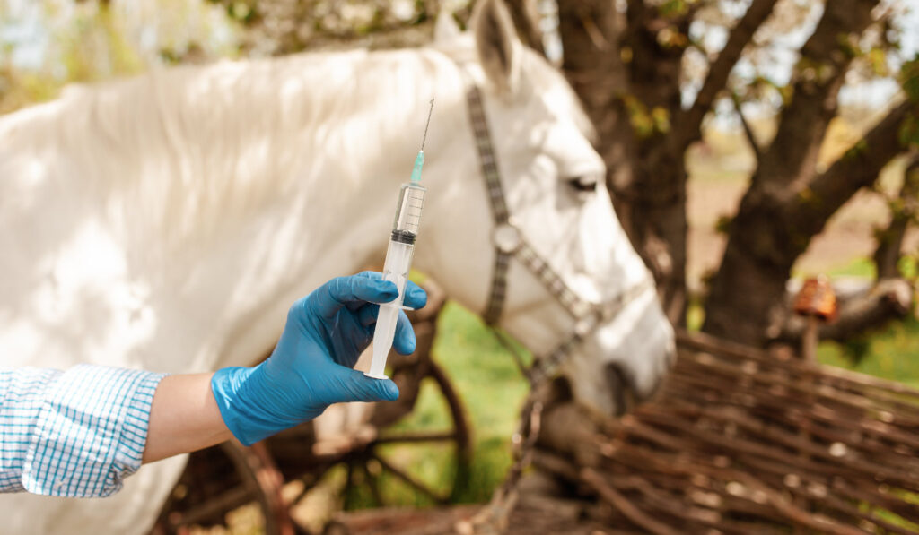 a vet's hand holding injection for horse's vaccine
