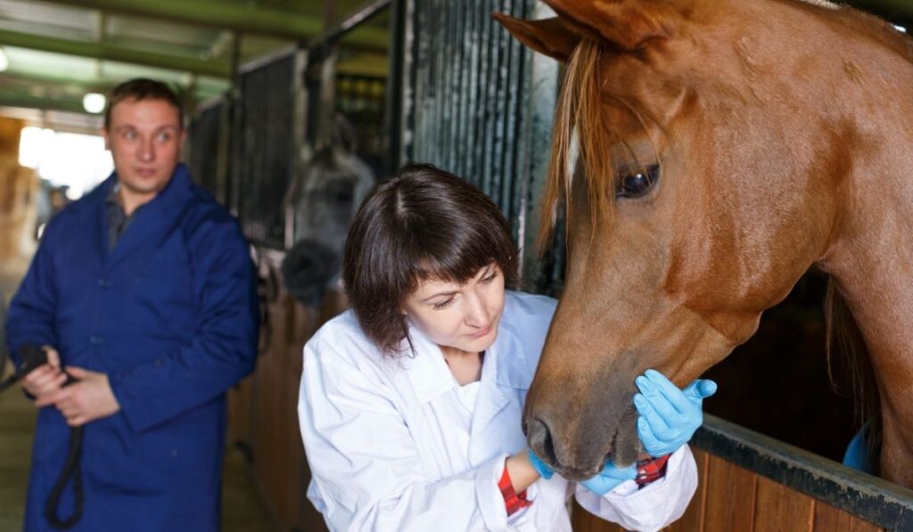 horse veterinarian checking the horse