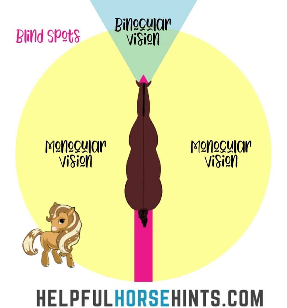horse vision diagram
