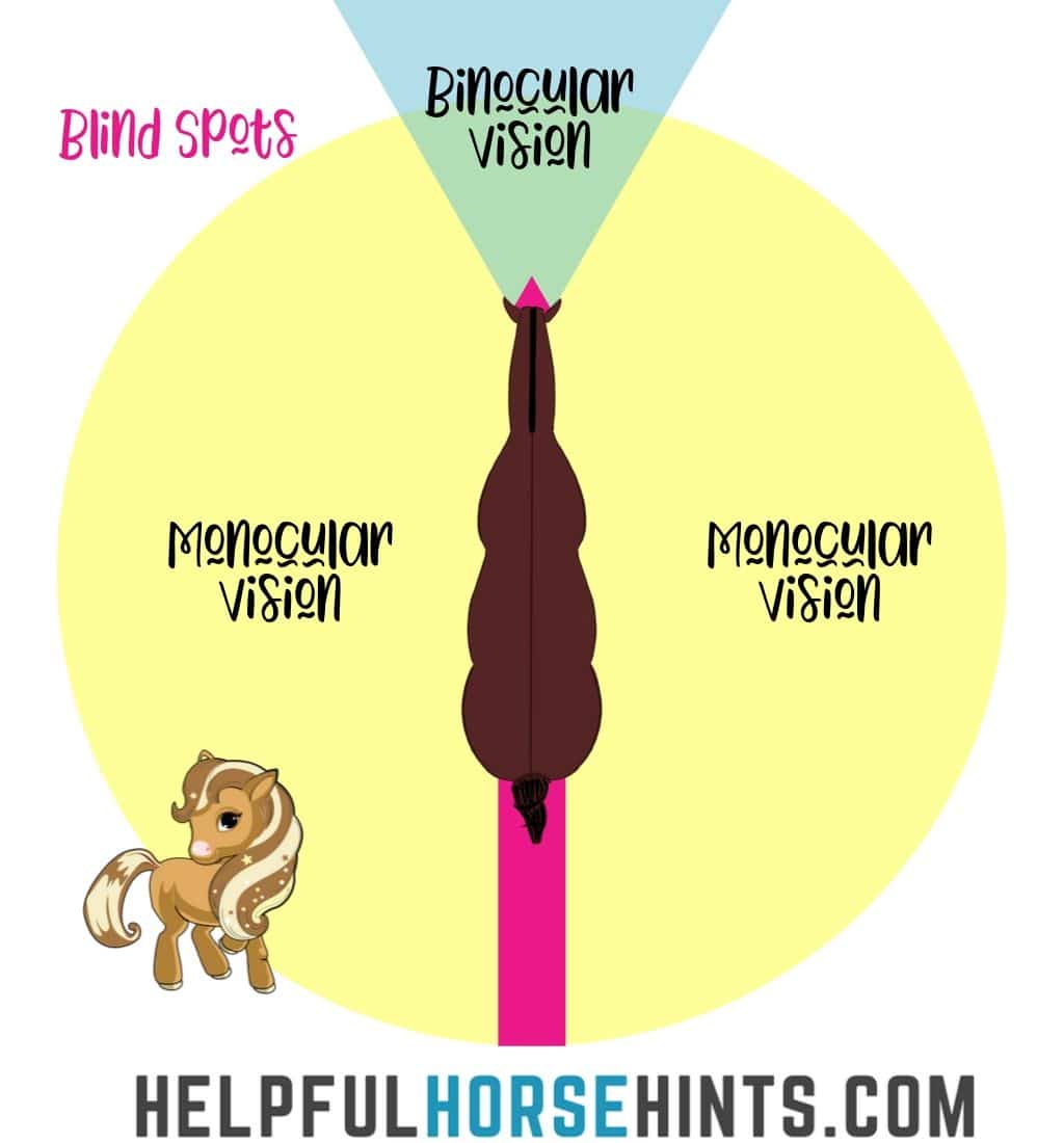 9 Facts About Horse Vision with Diagram & Examples Helpful Horse Hints